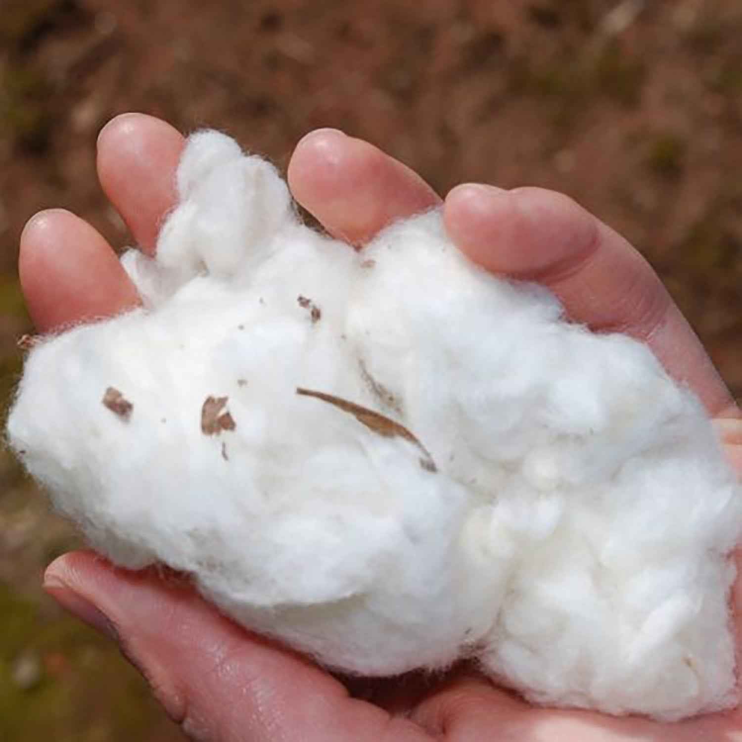 Calzini Donna Cashmere Calzini Donna ESPRIT In Cotone Biologico Confezione Multipla Per Lavoro E Quotidiano C 656887 - Foto 2