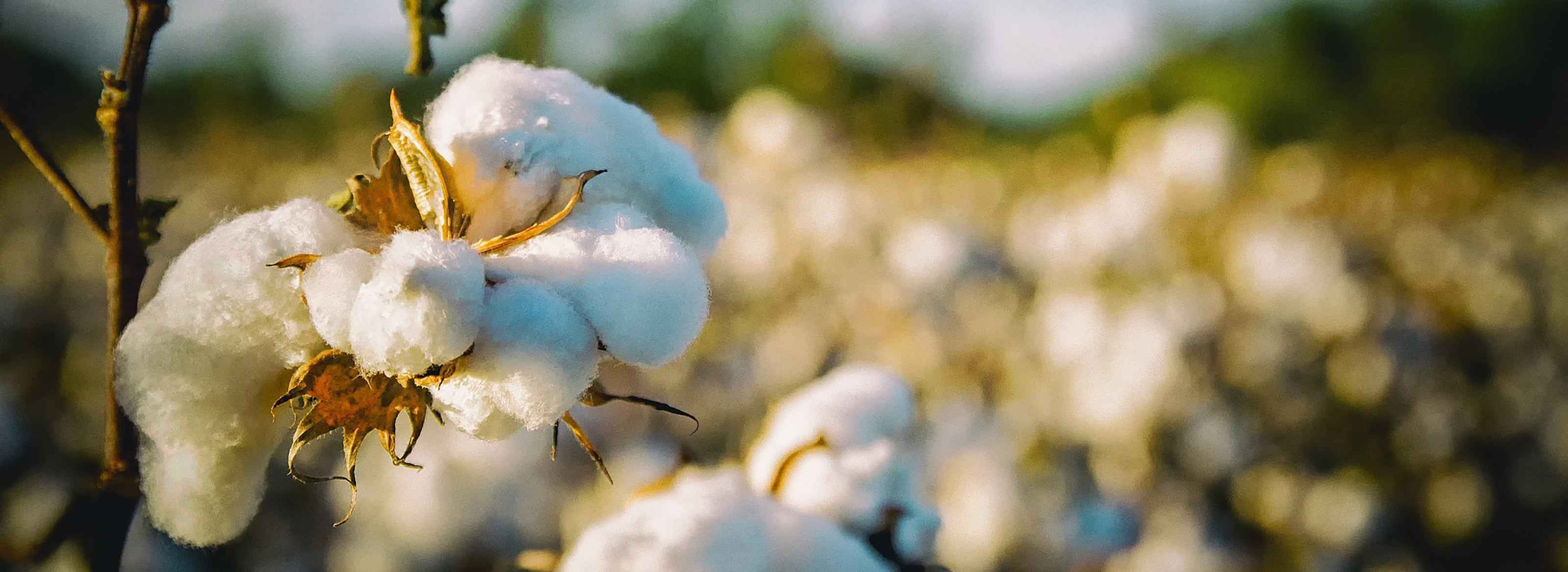 Nettare Biologico di Agrumi di Sicilia